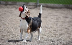 Dog playing with ball 