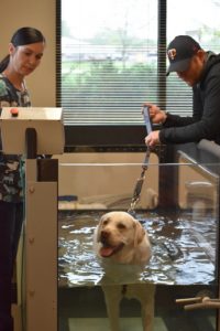Dog on the underwater treadmill 