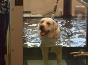 Dog on underwater treadmill