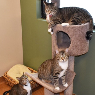 Cats playing on structure 