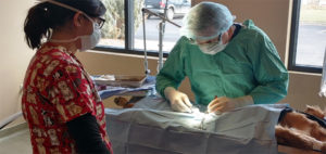 Pet surgical operation